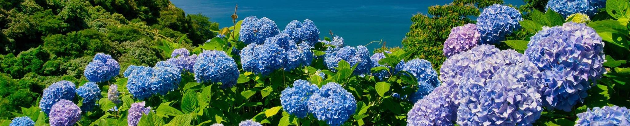 Cover for Bettye H. Hale's Obituary