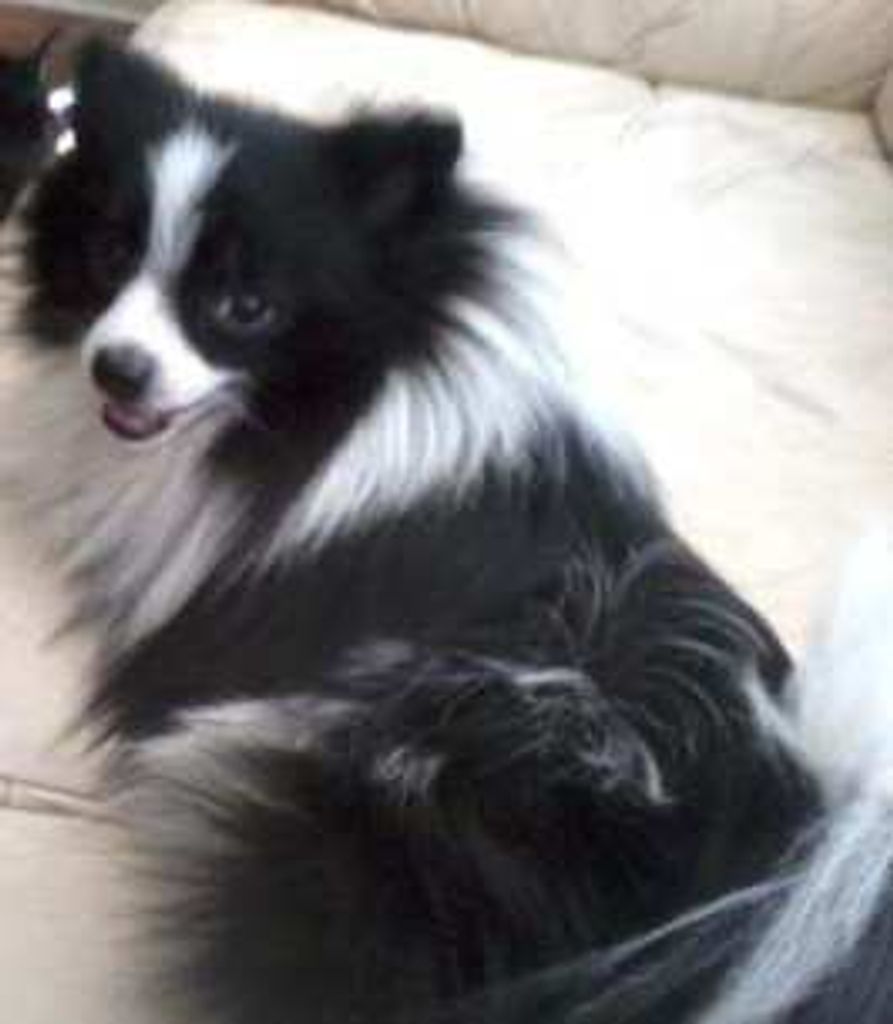 Yogi Blose Profile Photo