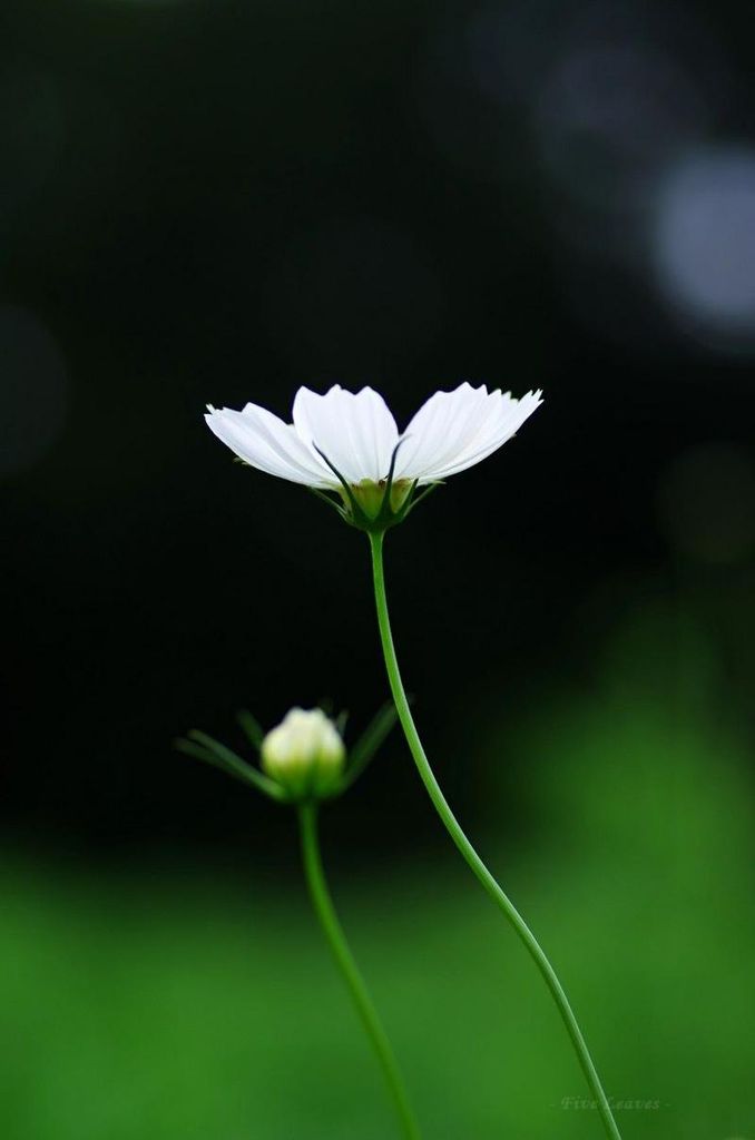 Peter John Dicocco Sr. Profile Photo