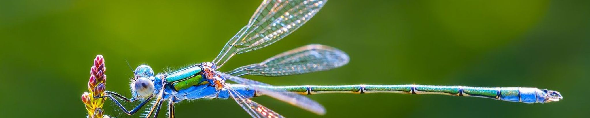 Cover for Wayne G. Davis's Obituary