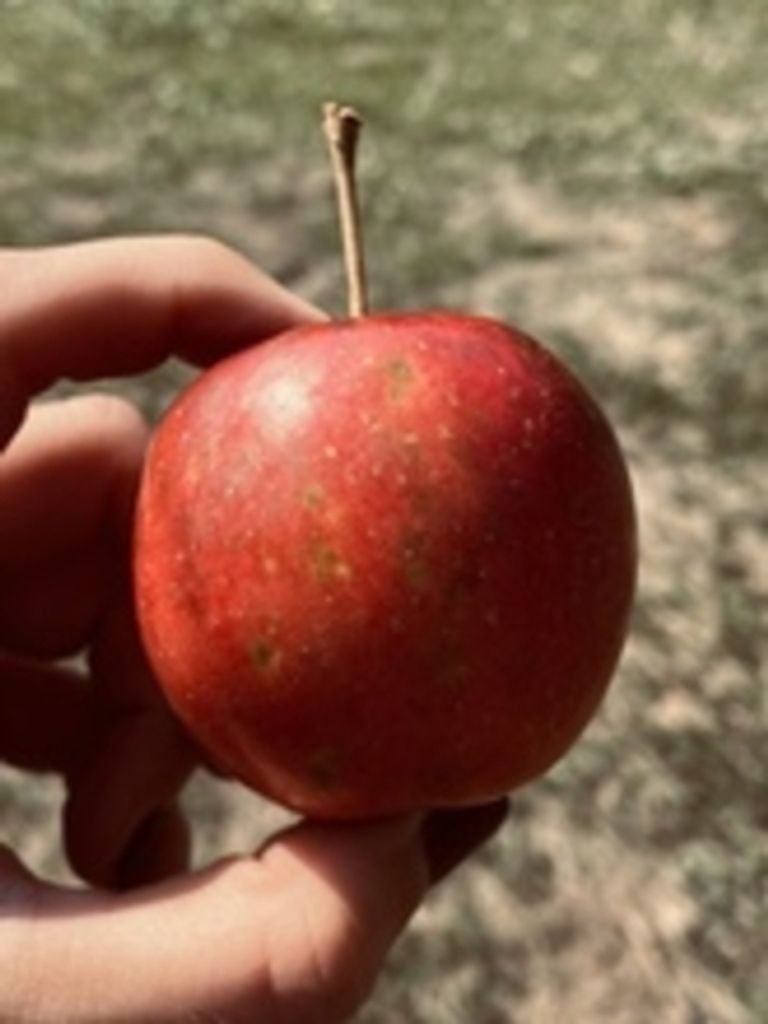 Lee H. "Peachy" Kurtz Profile Photo