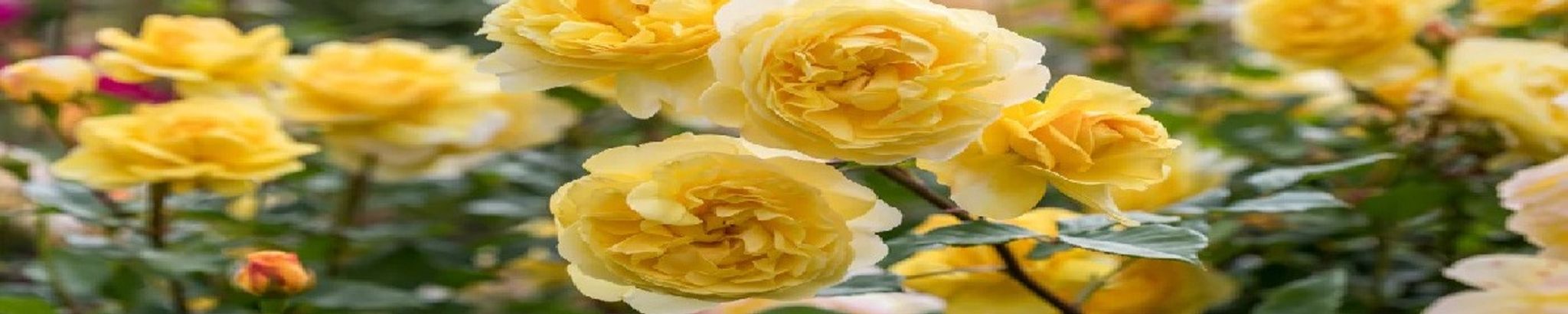 Cover for Manuela Kravarik's Obituary