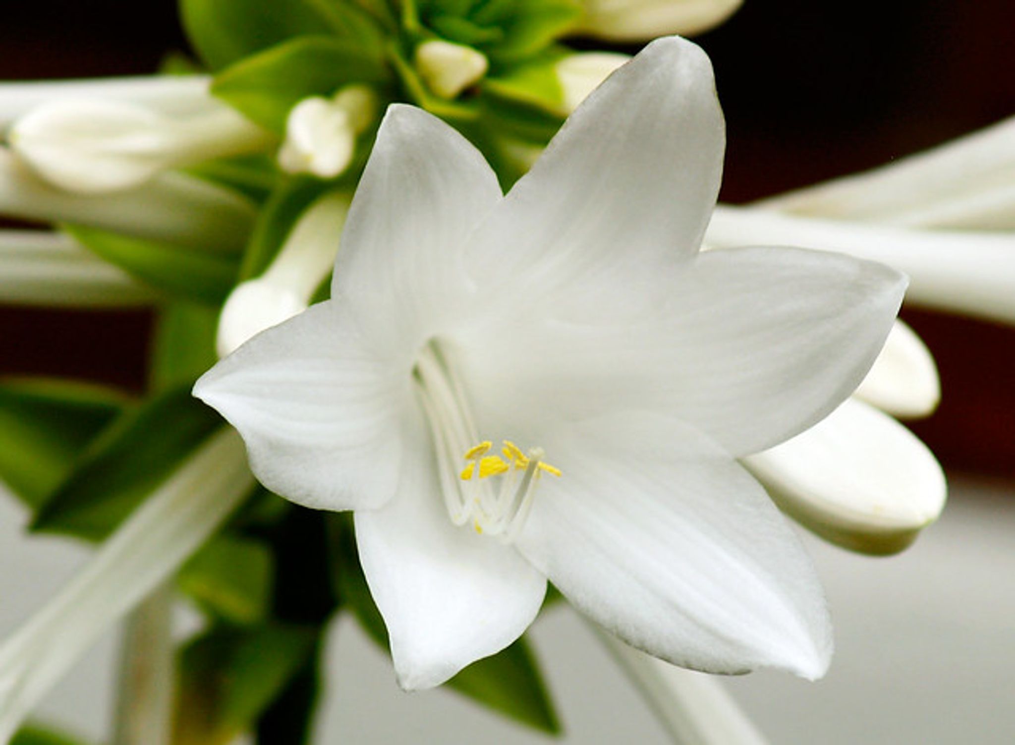 Cover photo for Elizabeth "Betty" C. Wolf's Obituary