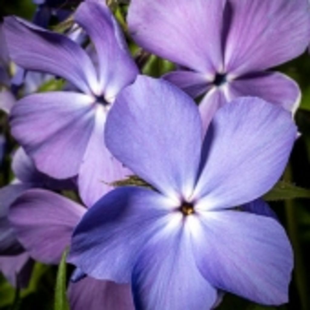 Rose H. Kerchmar