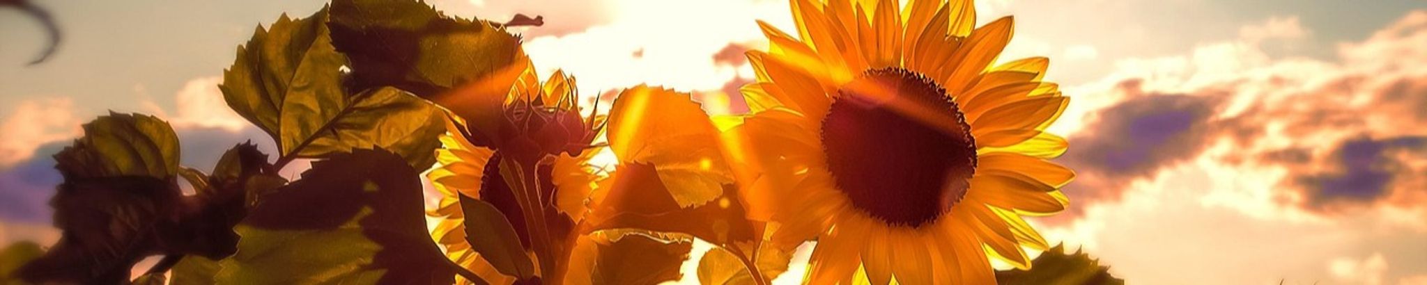 Cover for Vayia Marie Michalopoulos's Obituary