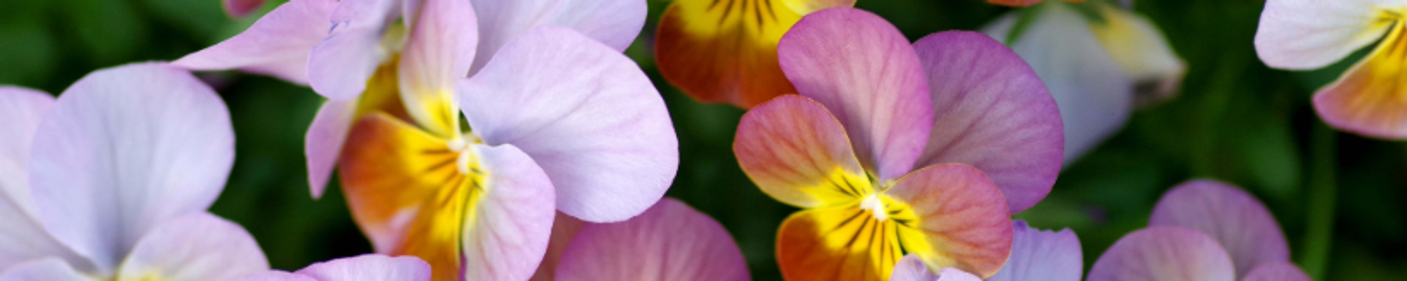 Cover for Estefanita Maria (Mary) Montoya's Obituary