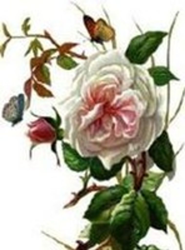 Elaine Cecile Lemire
