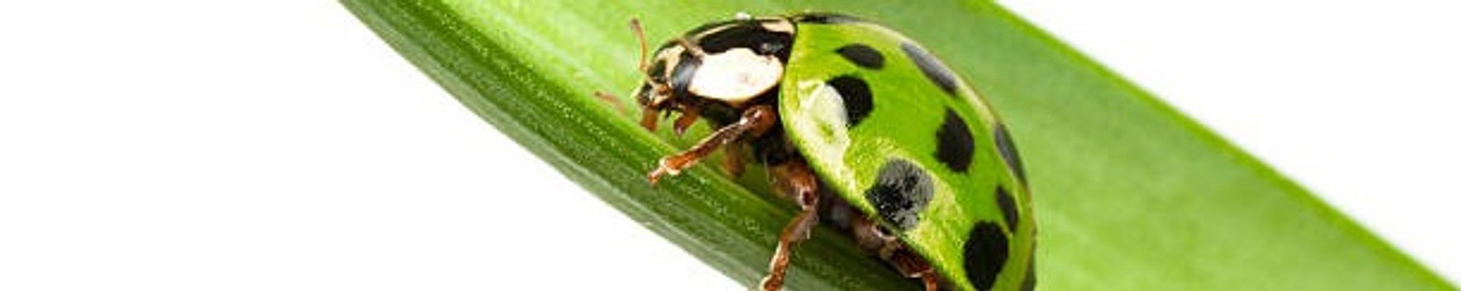 Cover for Grady Grant Bowers's Obituary