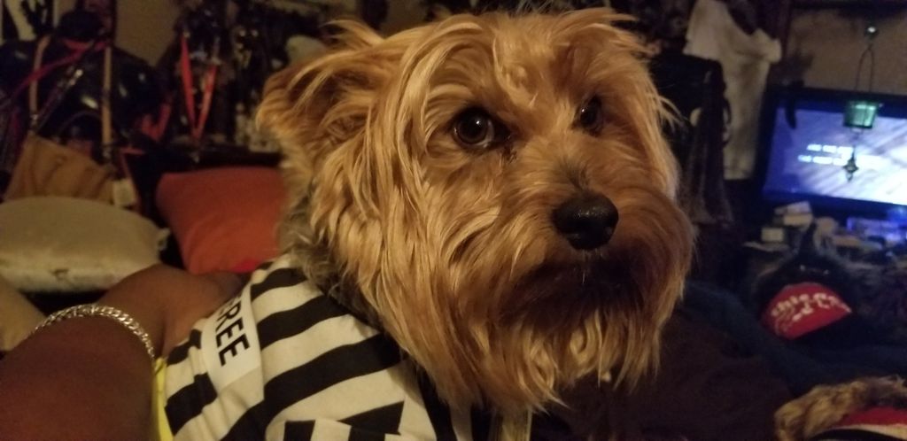 Bogie Profile Photo