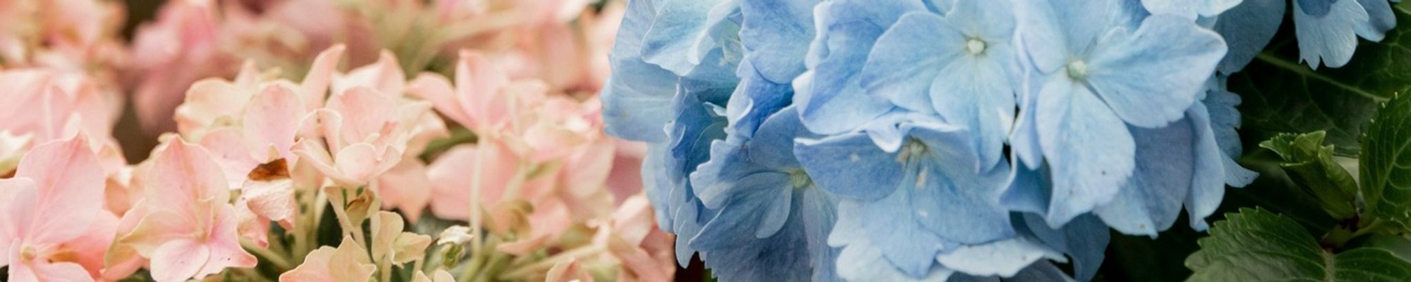 Cover for Linda Lee Hartman Berry's Obituary