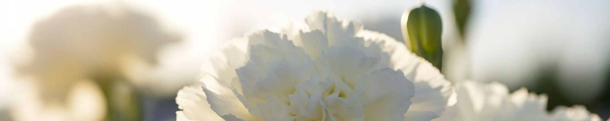 Cover for Susan Ickler's Obituary