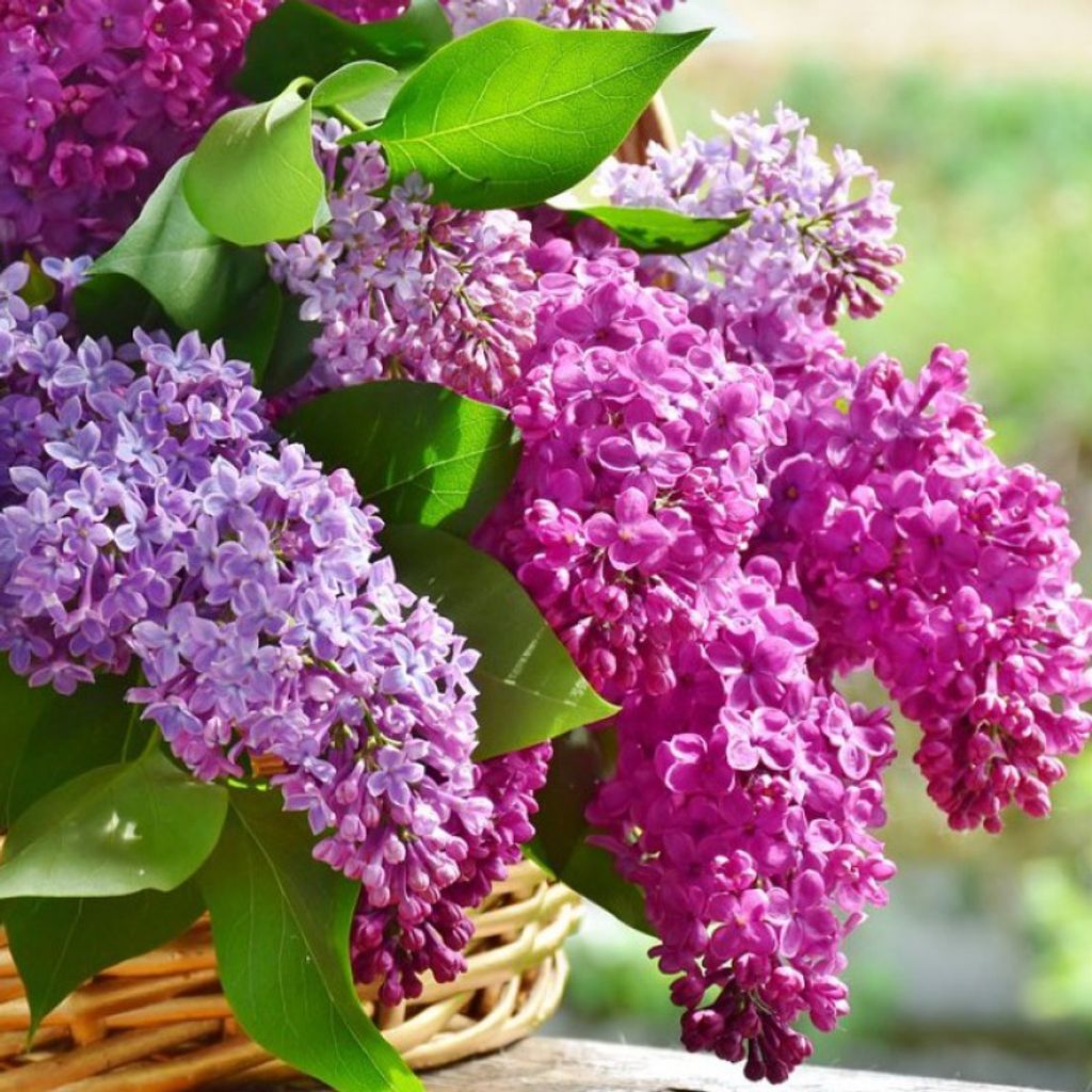 Patricia N. Magee Profile Photo