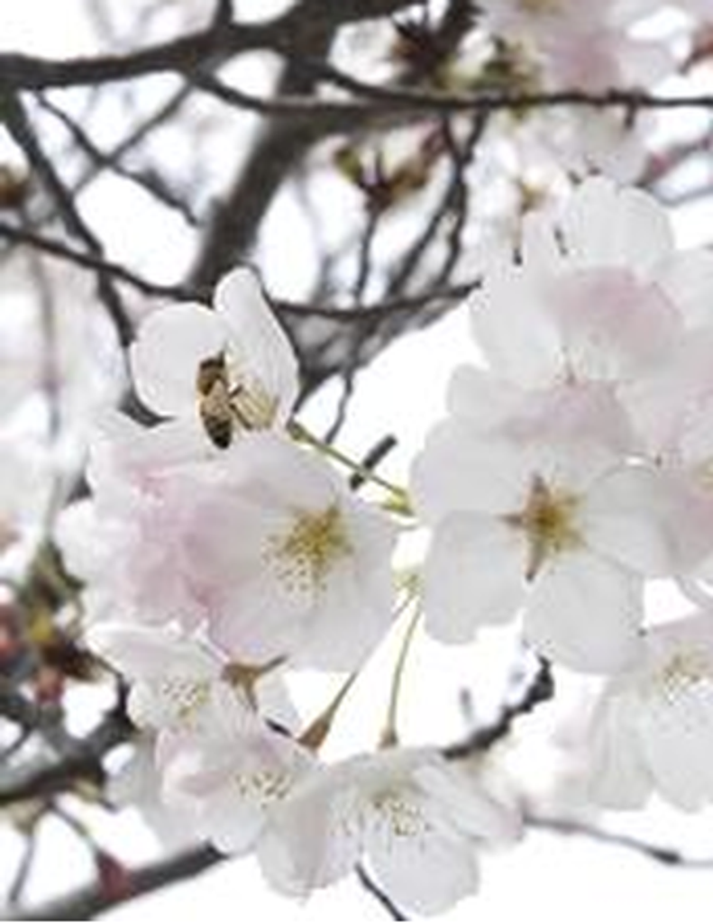 Carol Ruth Luallen Abernathy