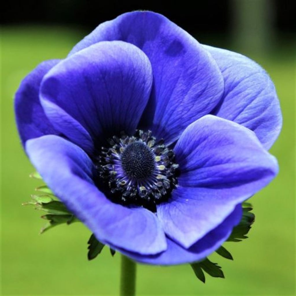 Darlyne Carol Bianchi Profile Photo