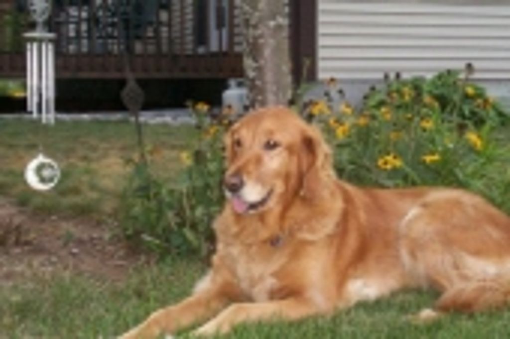 Seven Lapres Profile Photo