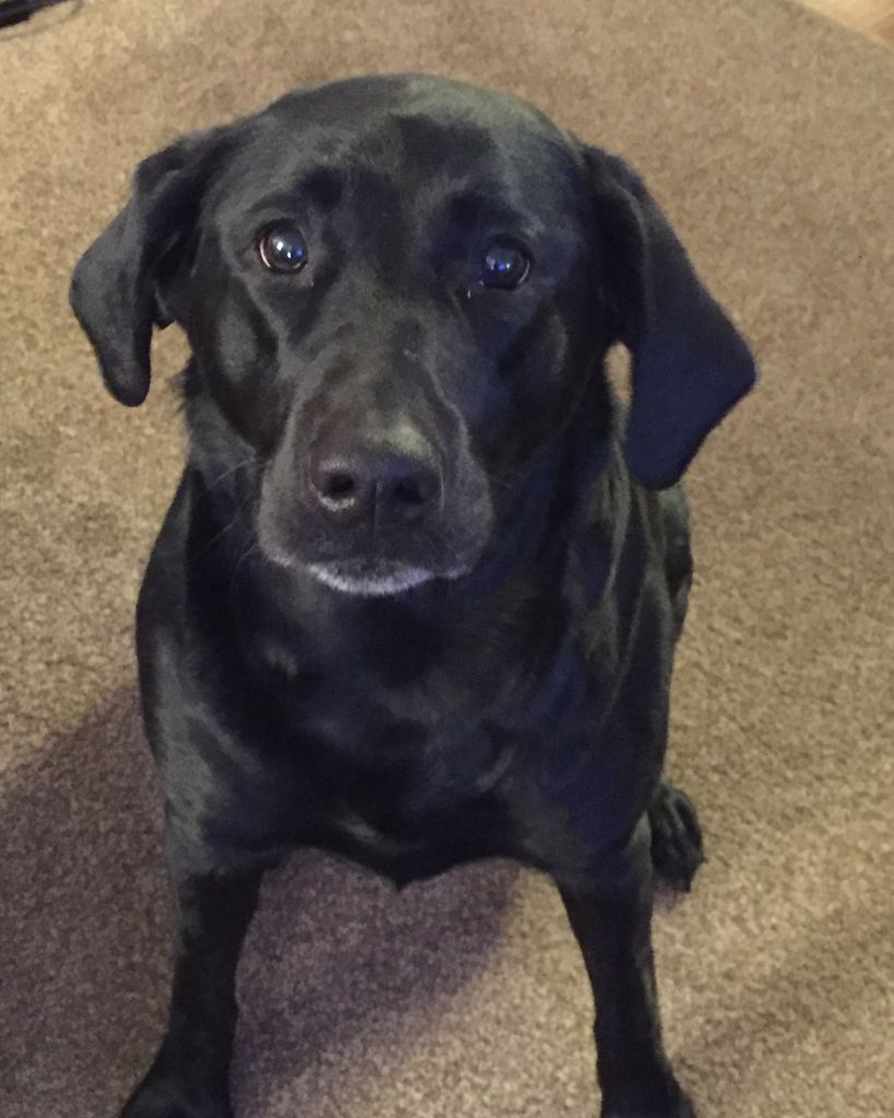 Zoey "Bear, Bear" Profile Photo