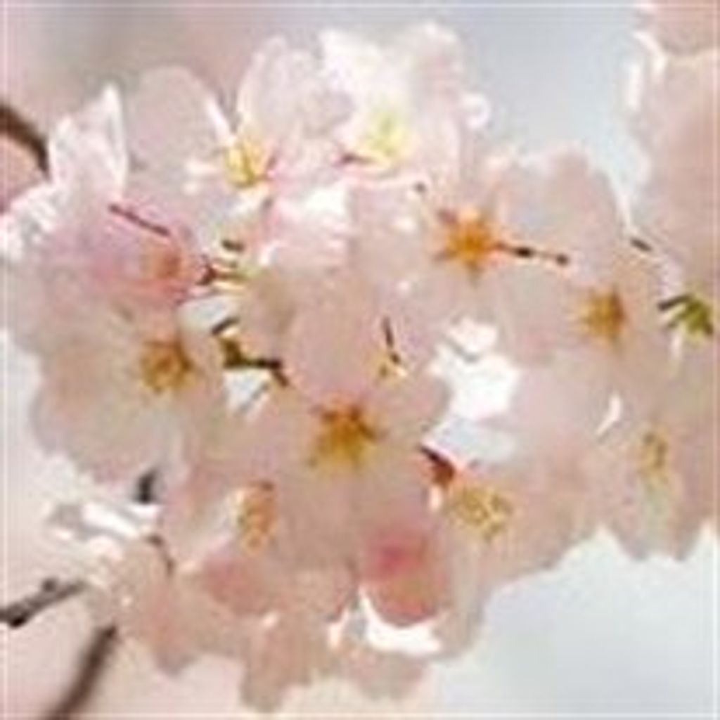 Marsha  Lee Mittelman