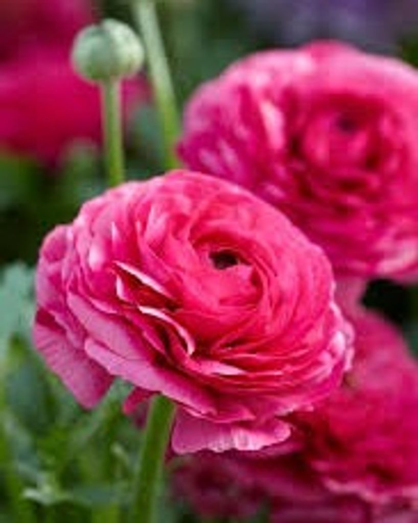 Barbara Ann Naylor Kelley Profile Photo