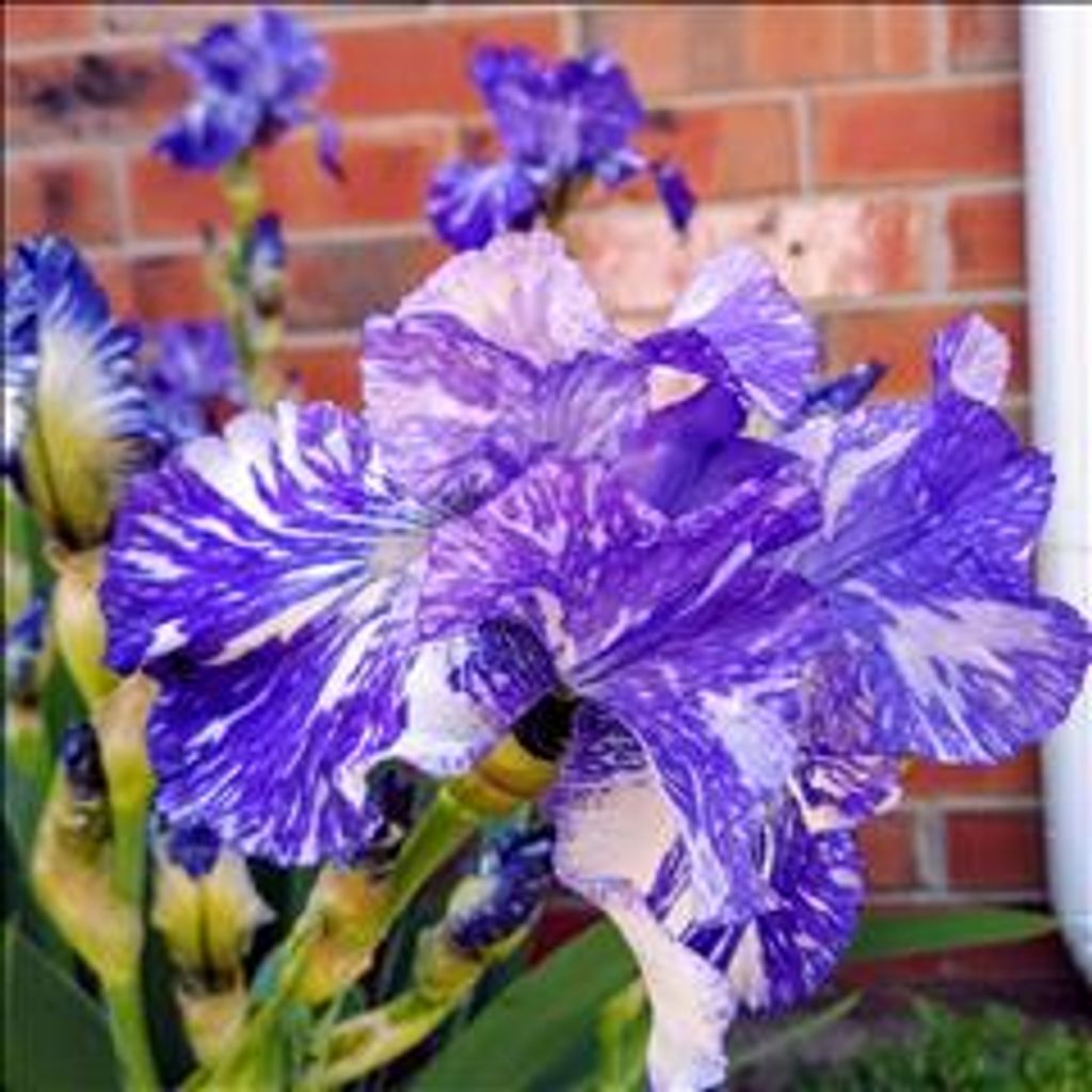 Mary Martha Oneal Profile Photo