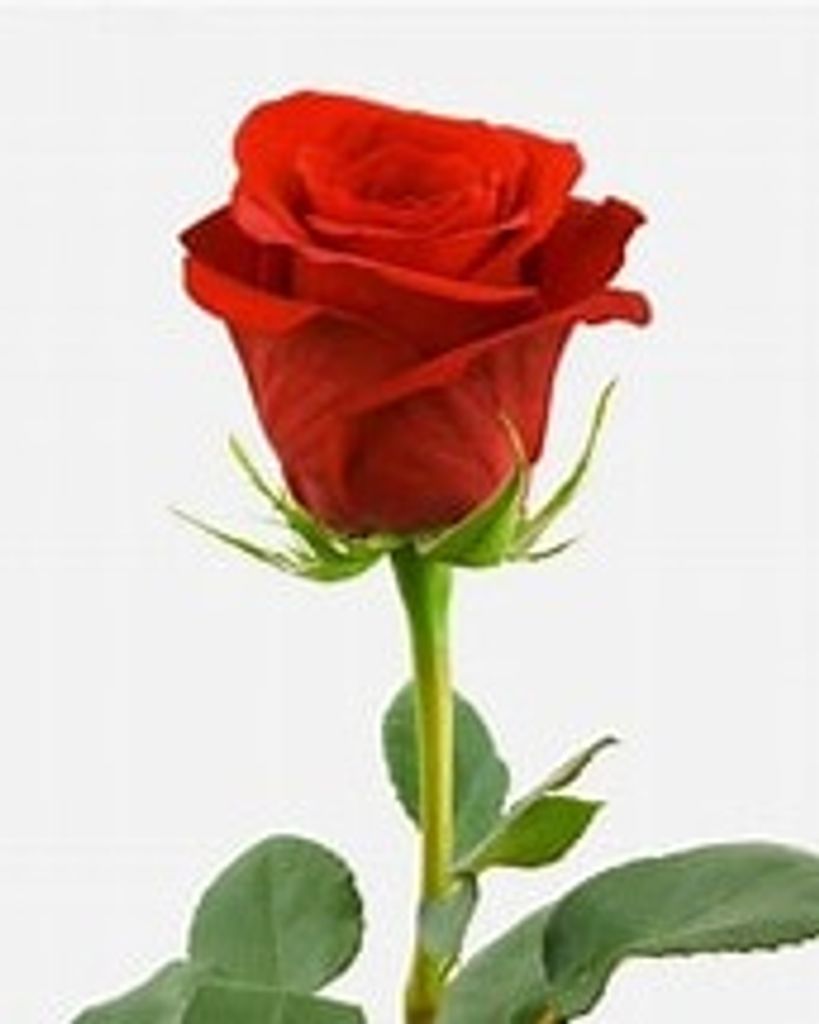 Mittie C. Smith Profile Photo