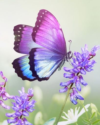 Phyllis M. Gentile's obituary image