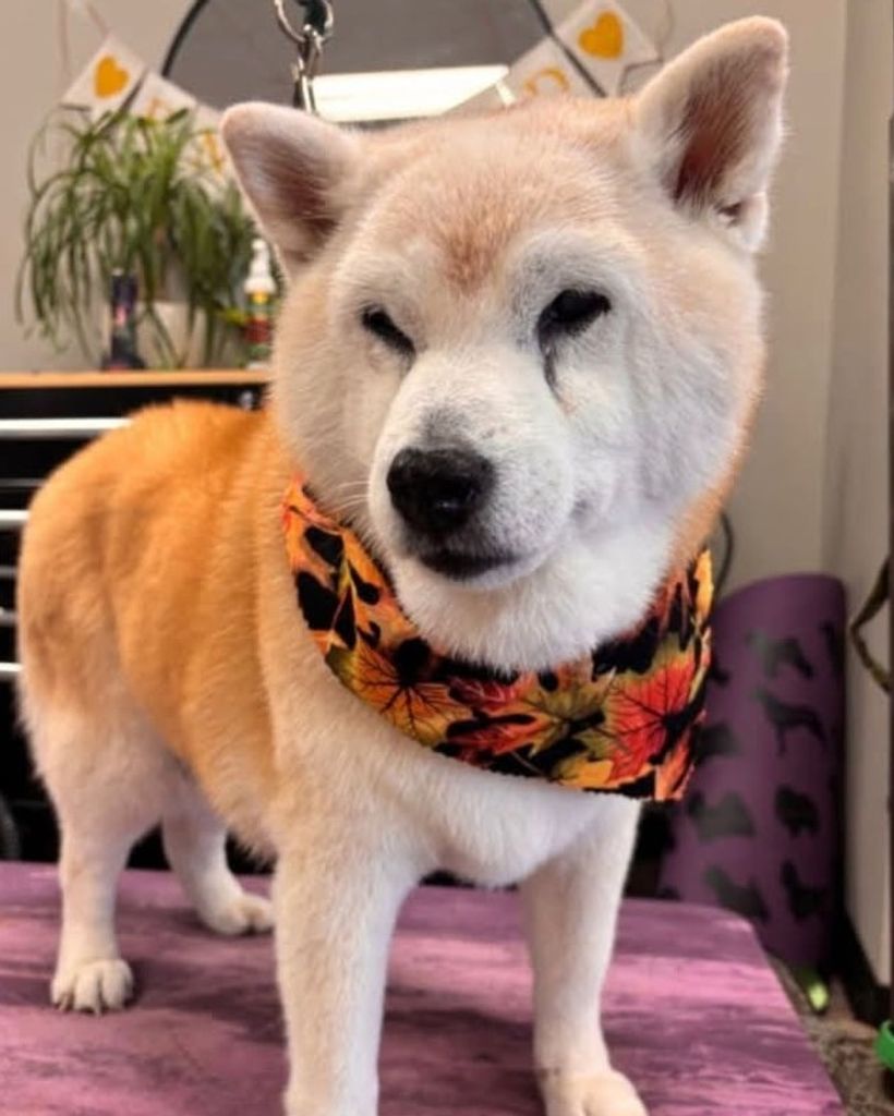 Katsuko Luce Profile Photo