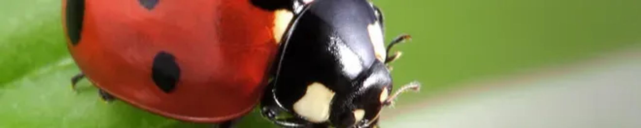 Cover for Jill Diane Manon's Obituary