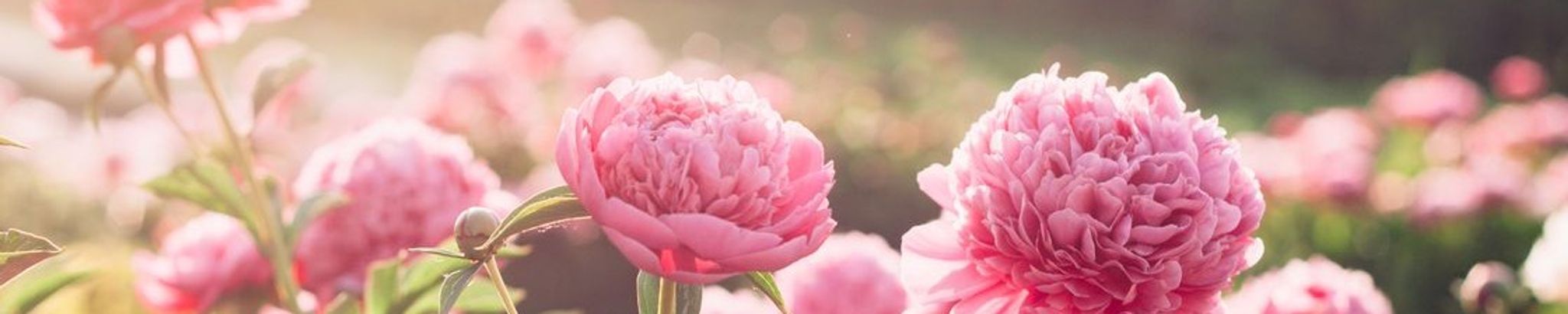 Cover photo for Dolores A. Selig's Obituary