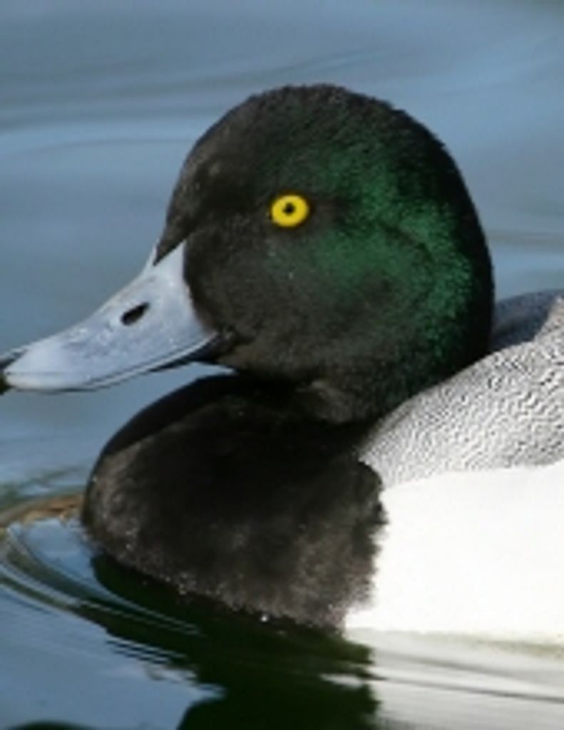 James Thomas Manning Profile Photo