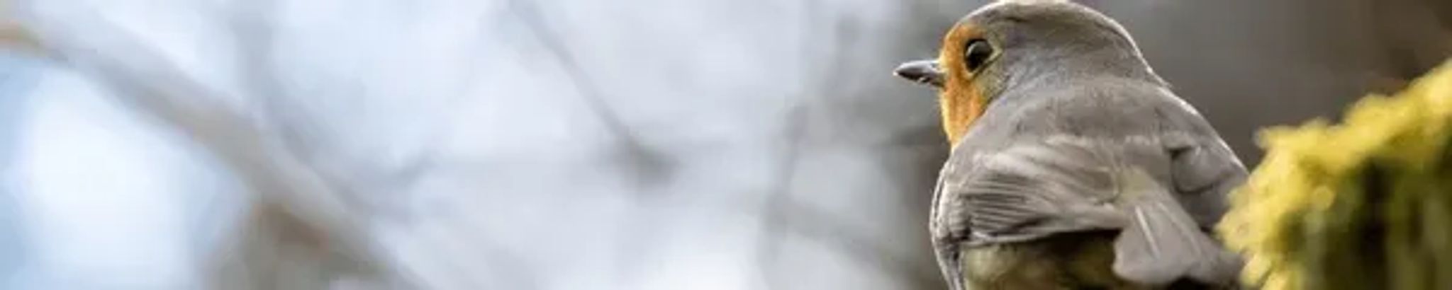 Cover for Howard F. Gillen's Obituary