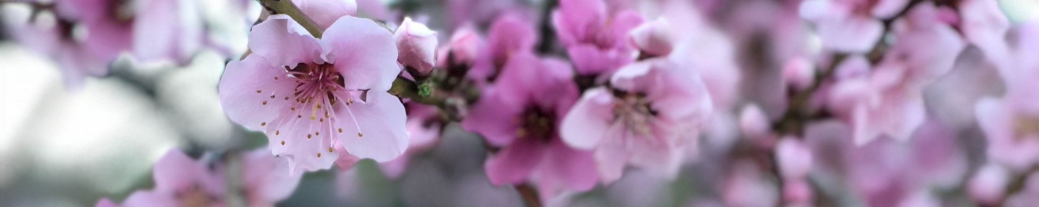 Cover for Cheryl Ann Moskowitz's Obituary