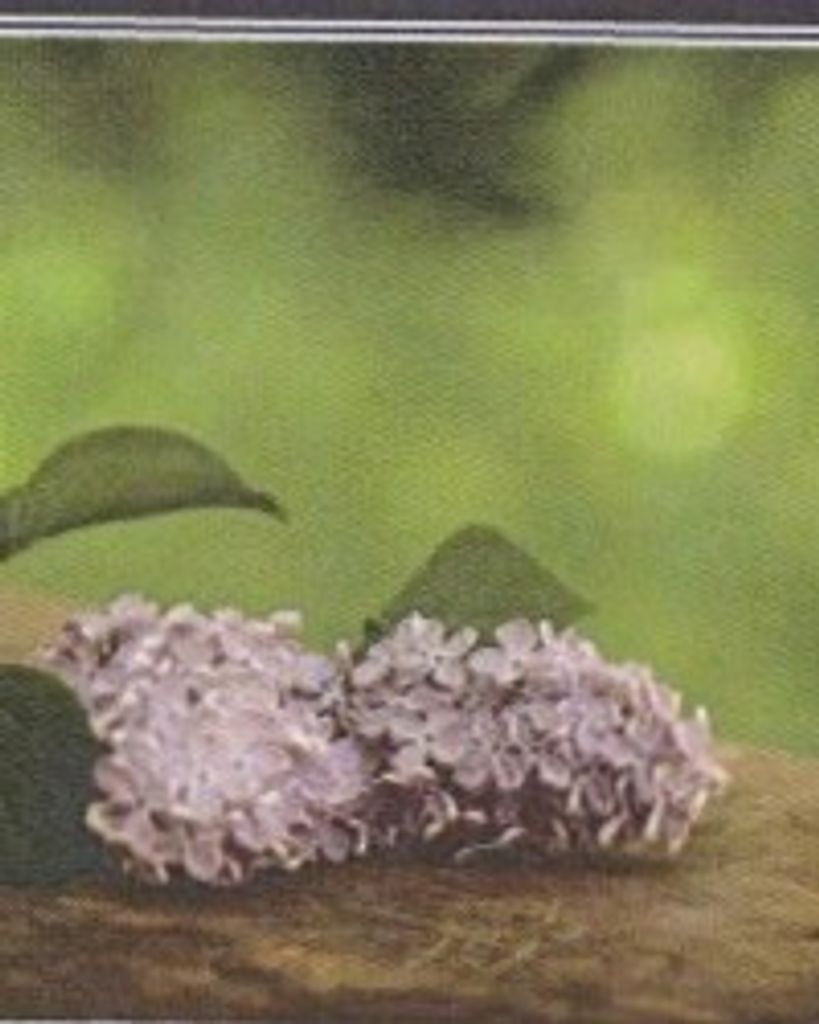 Virginia Myers Profile Photo