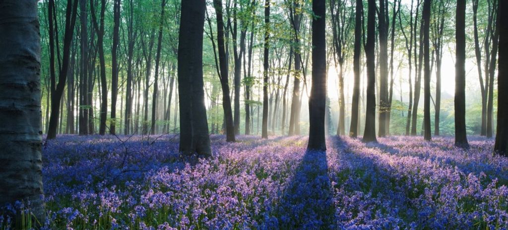 Woodrow James Kressler, Iii Profile Photo