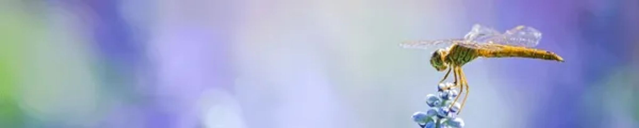 Cover photo for Kathleen Marie Dunn's Obituary