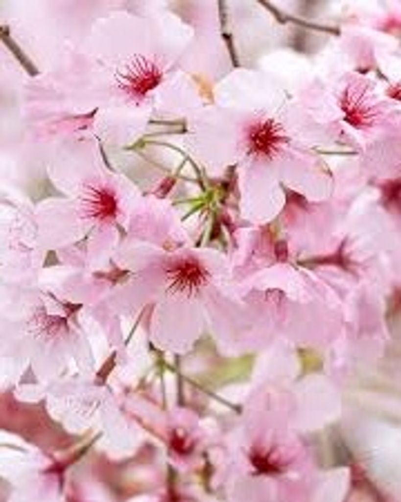 Sandra Lee Bushers Profile Photo