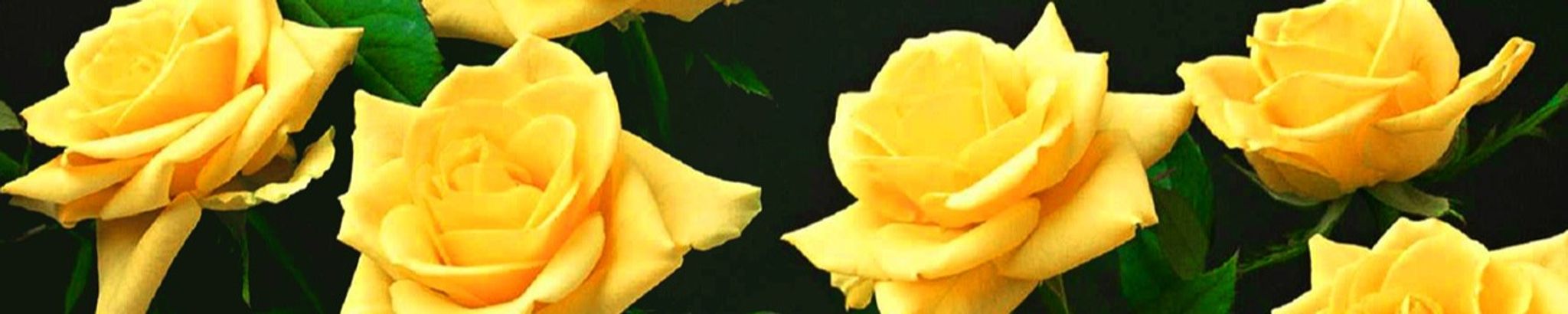 Cover photo for Carolyn Sue Reed (Hardesty)'s Obituary