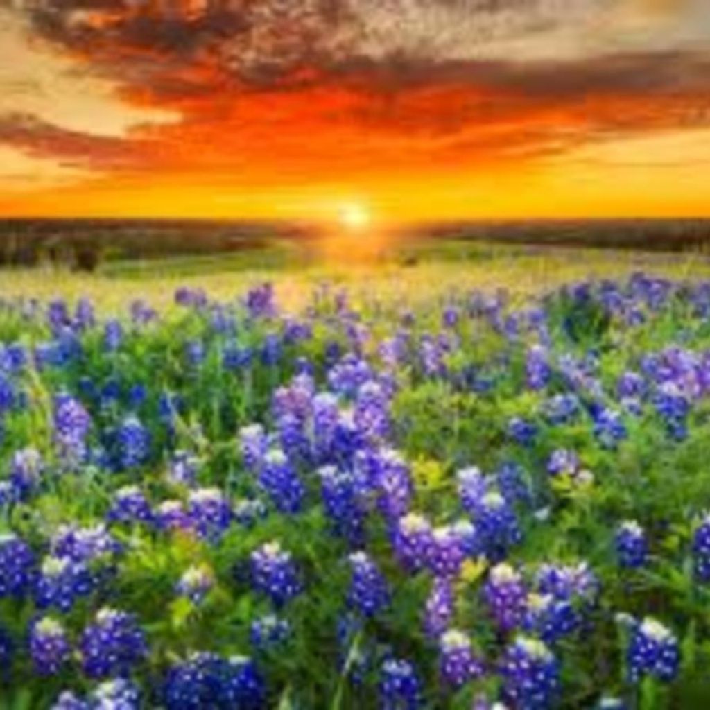 Susan Ann Muller Profile Photo