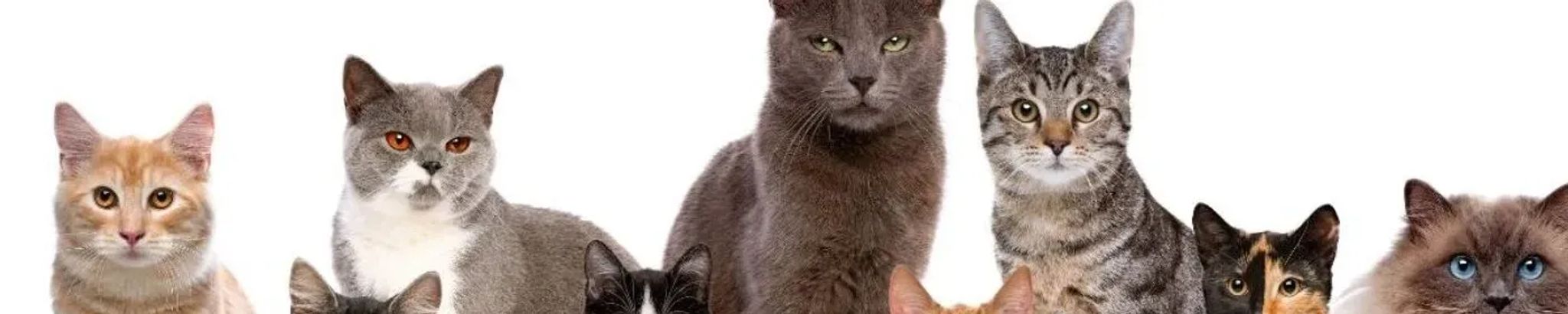 Cover for Pamela Jean Cochran's Obituary