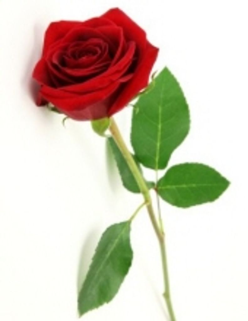 Vickie Lynn Bandy -Glbfh