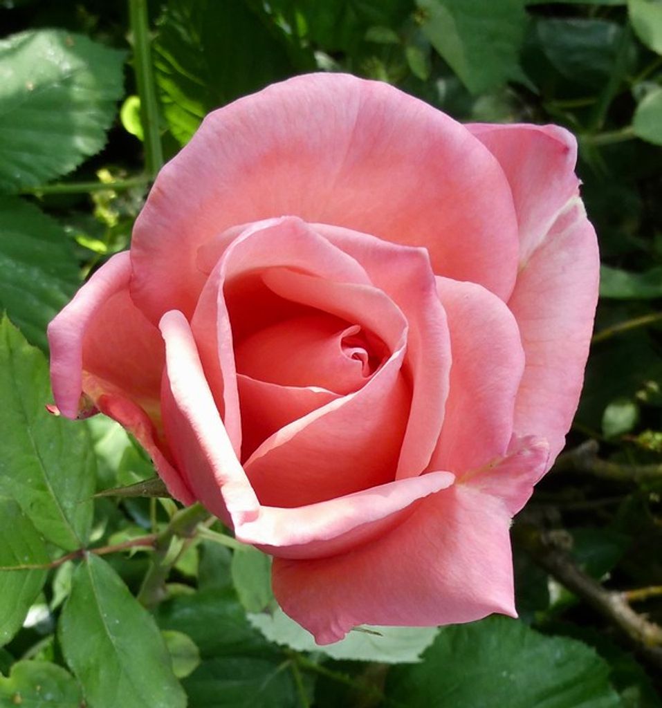 Jeraldine "Jerrie" Rose Tracy