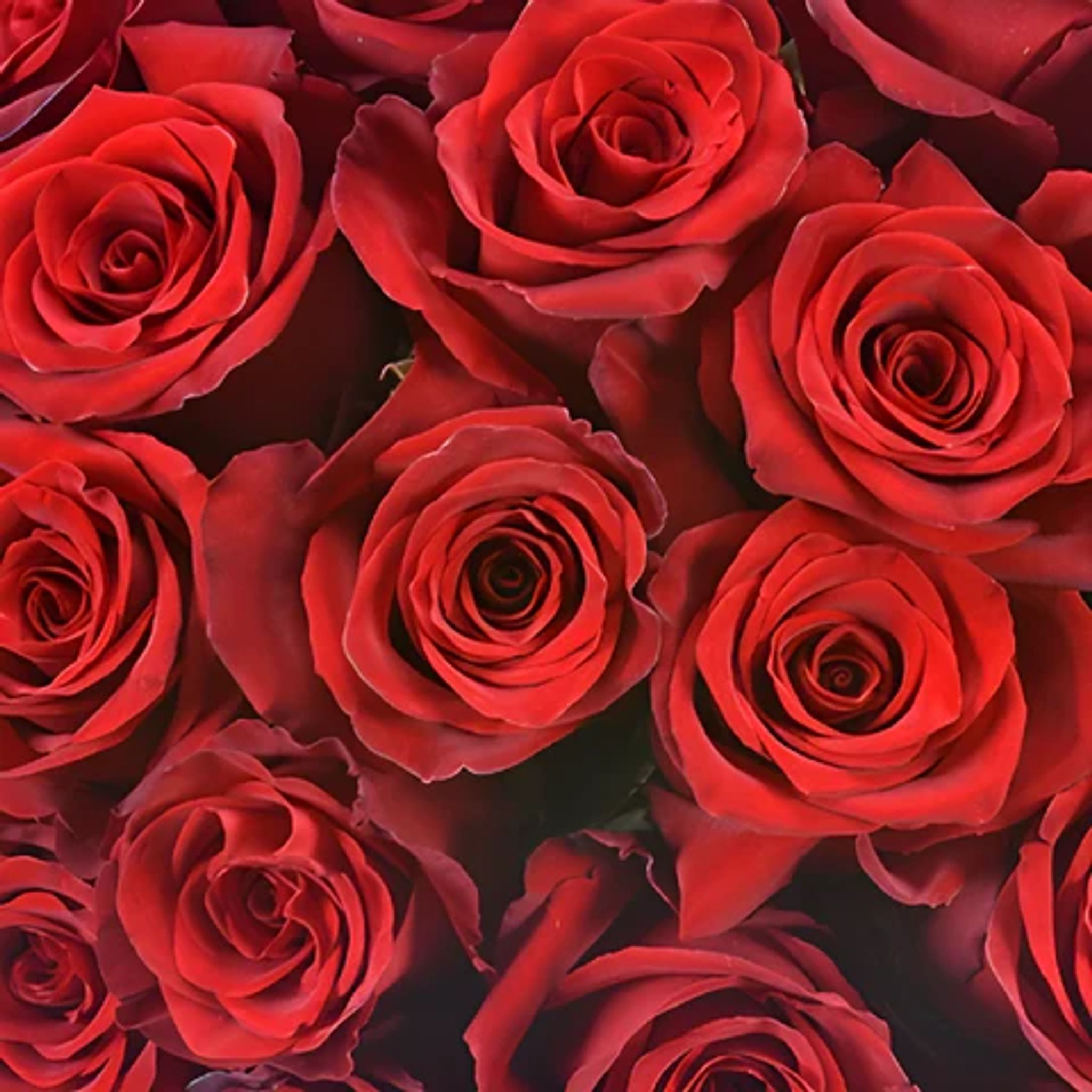 Cover for Lizette Rosa Mendez's Obituary