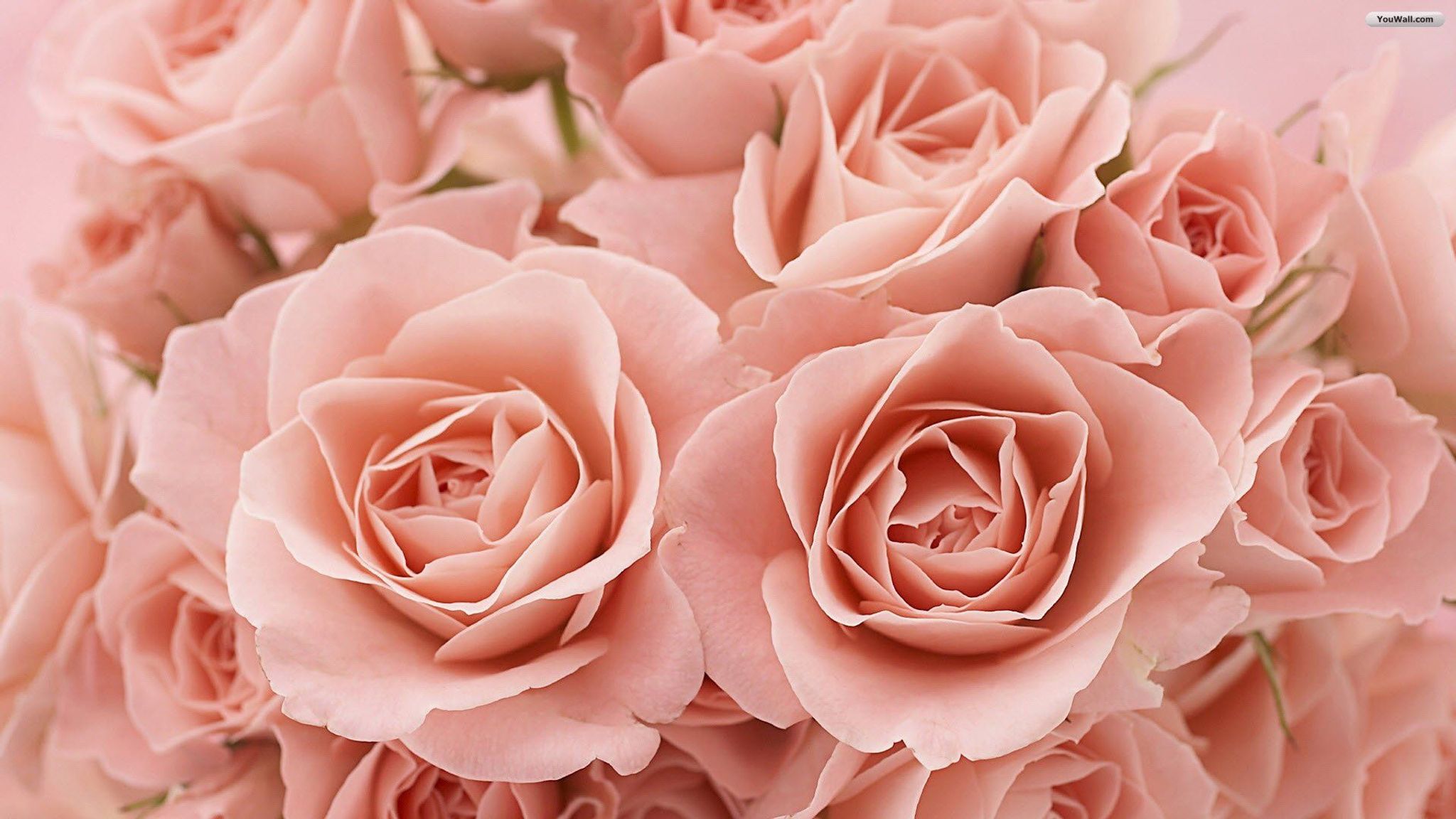 Cover photo for Kathleen Nichols's Obituary