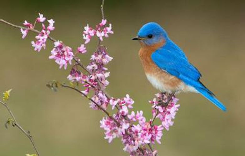 Brunell Marilyn Allerson