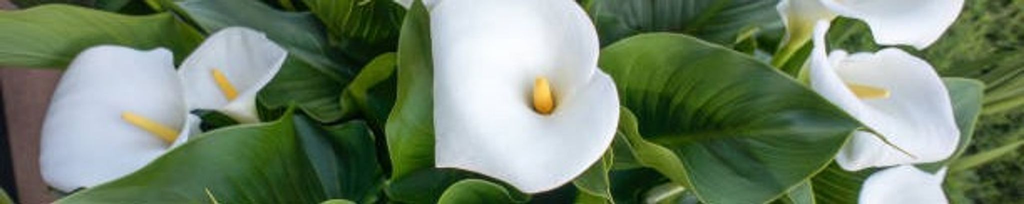 Cover for Mary Elizabeth (Rorie) Daniels's Obituary