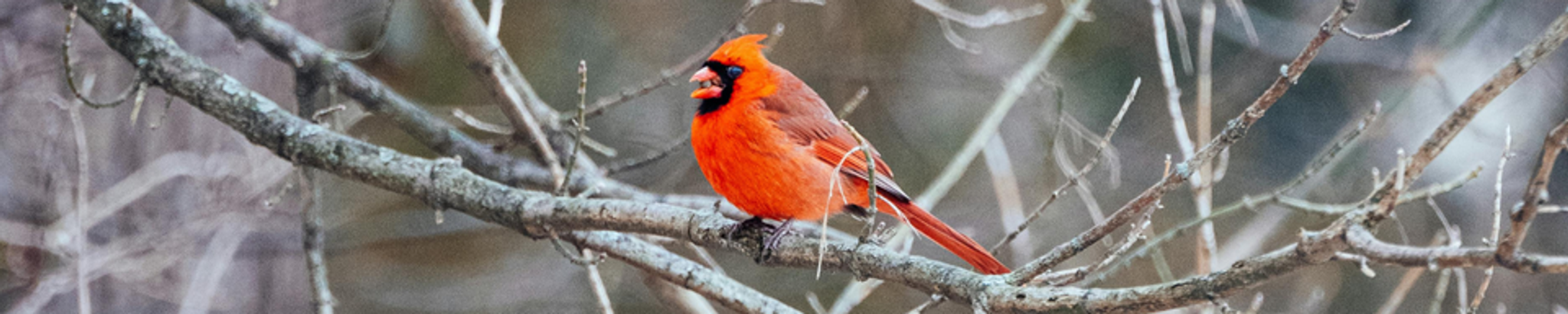 Cover for Thomas Barton's Obituary