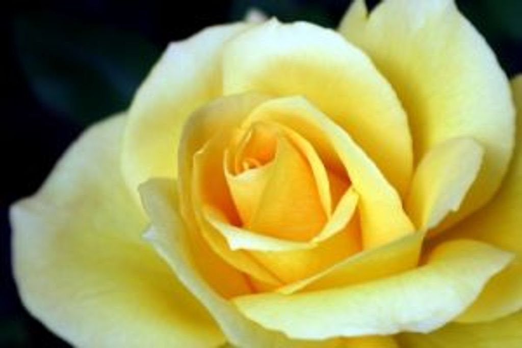 Shirley Catherine Wilson