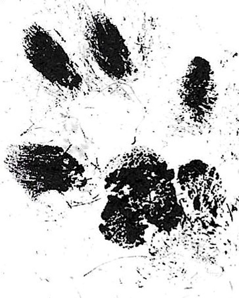 Nyzmo Kimble Profile Photo