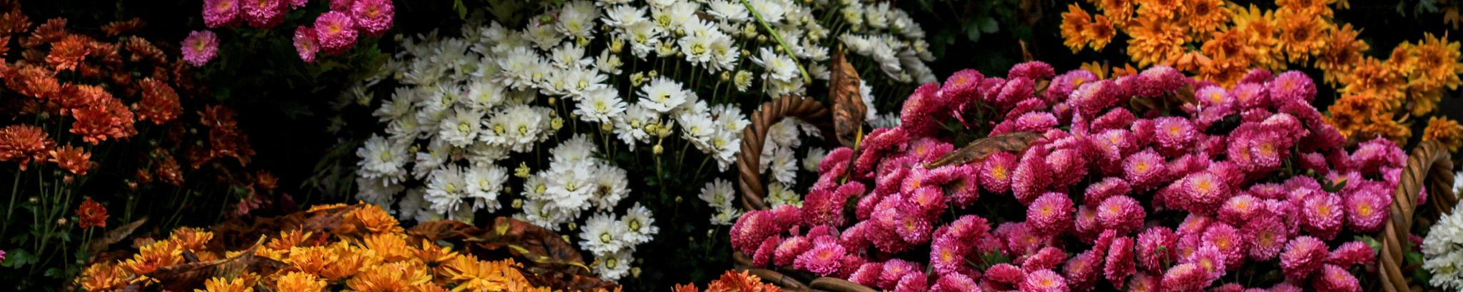 Cover for Martha Louree Hanna's Obituary