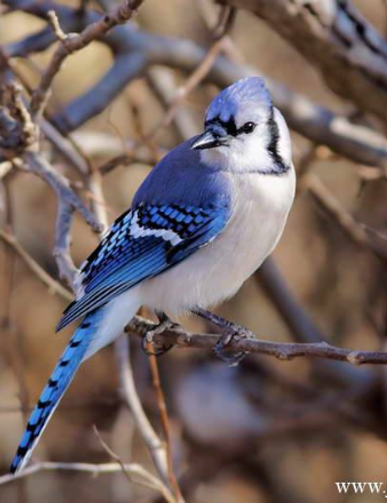 Nicholas Ward Robinson Profile Photo