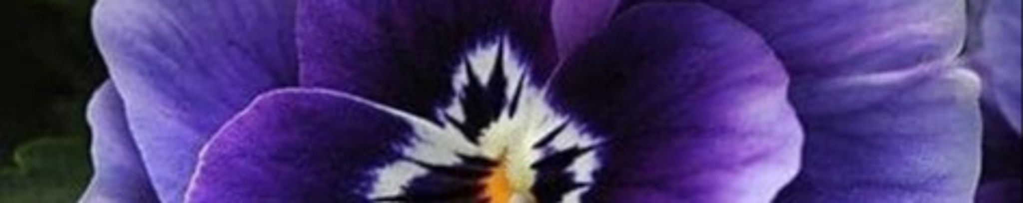 Cover photo for Mary Evelyn Hopper's Obituary